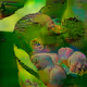 Life Of Core