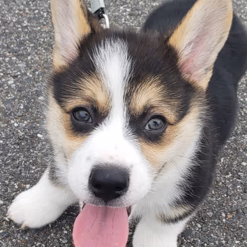CorgiBear