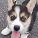 CorgiBear