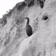 Cormorant Collection - old