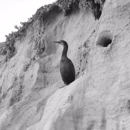 Cormorant Collection - old