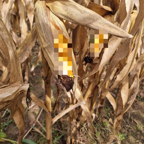 Cornography