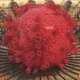 Corona virus COVID19