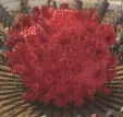Corona virus COVID19