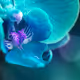 Cosmic Fauna