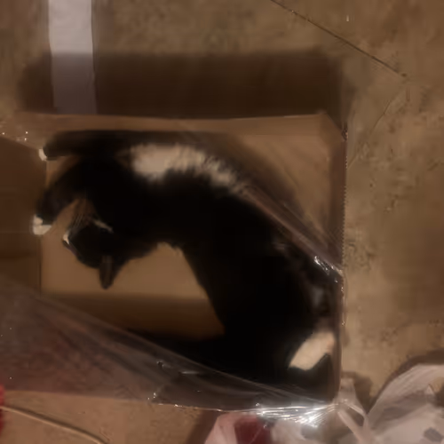 the wonders of mookah the cat. - old