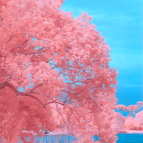 Cottoncandy land