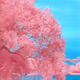 Cottoncandy land