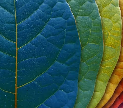 COLOR OF LIFE - - old