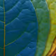 COLOR OF LIFE - - old