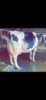 Cow Lacta