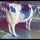 Cow Lacta