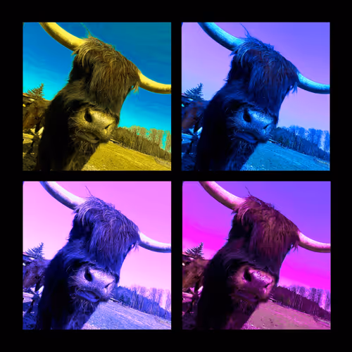 Colorful Cow Collage