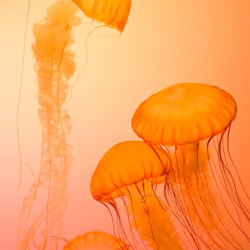 Crazy 3d Animated NFTs Gallery - old