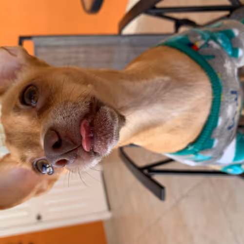 Crazy Chihuahua - old