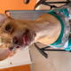 Crazy Chihuahua - old