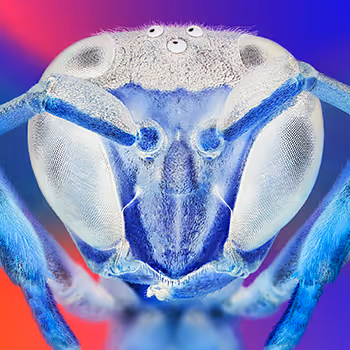 Creatures From Another Dimension