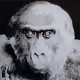 Critically Endangered - old