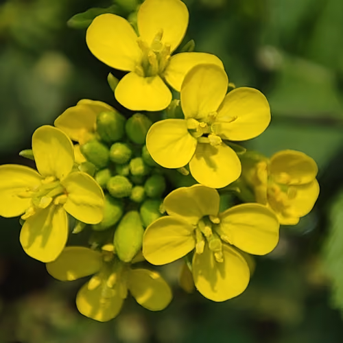 cryp flower