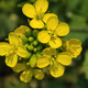 cryp flower