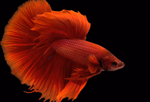 crypto-bettas-v2 - old