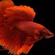 crypto-bettas-v2 - old