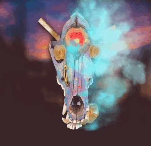 Lucky Crypto Coyotes