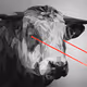 Crypto Bulls PG