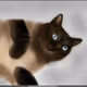 Crypto Cat Gallery