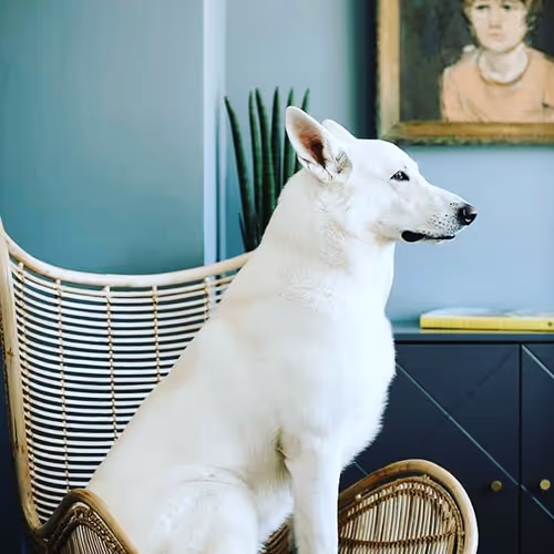 Crypto Dog Experience - old