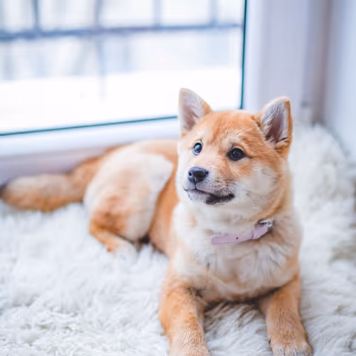 Crypto Dogs - wRfpdWwLAF