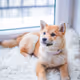 Crypto Dogs - wRfpdWwLAF