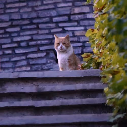 Crypto Domain By AliB