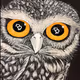 Wise Owls Know Collection