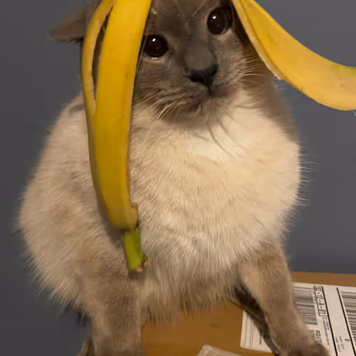 crypto kitties and things and stuff- RAWRBAWK et meow