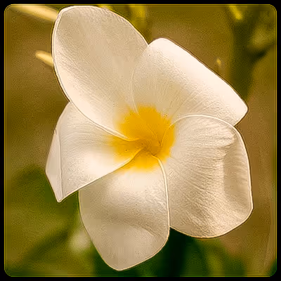 Mood Flowers