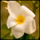 Mood Flowers