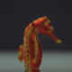 Crypto SeaHorse