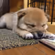 Crypto ShibaInu