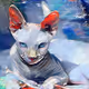 Crypto sphynx cats