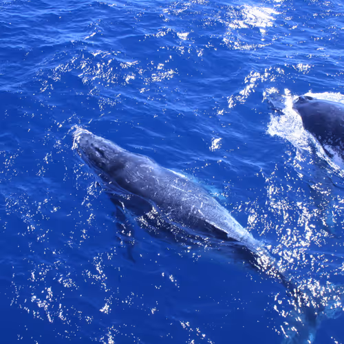 Crypto Whales or not