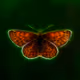 Crypto_Shining_Animals - old