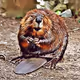 CryptoAnimals - YprFcceGp8 - old