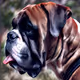 CryptoBoxer Dog