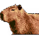 CryptoCapybaras