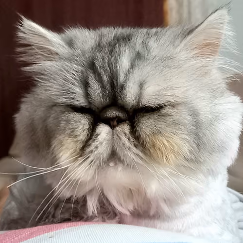 My boy theoCollection