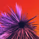 Cryptogradients - old