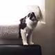 CryptoKittiesButts