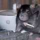Crypto Mouse Store
