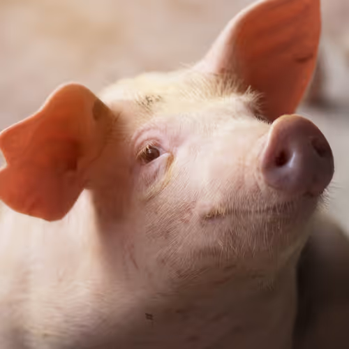 Pig Fitness Club v2 - old